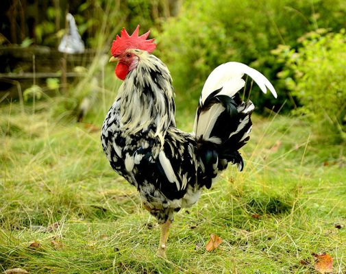 Dumpy Hens 4 Unusual European Chicken Breeds for Your Flock - Hobby Farms