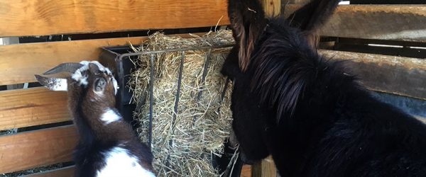 How to Choose the Best Pasture Mates for Goats