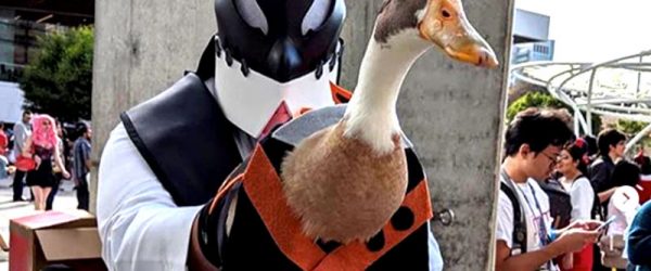Meet Tito, a Duck Who Dresses as Fictional Characters