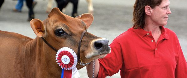 How to Prepare Livestock for a County Fair