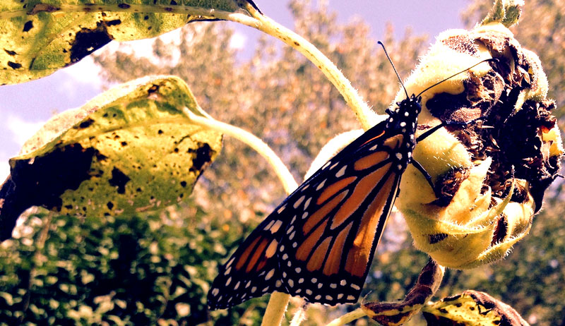 monarch butterfly