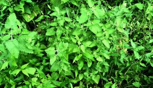 wild catnip