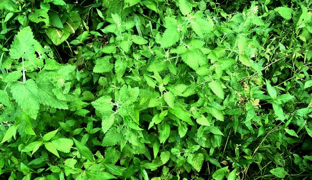 what does wild catnip look like