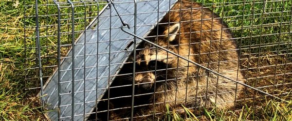 So You Trapped a Predator of Your Chickens. Now What?