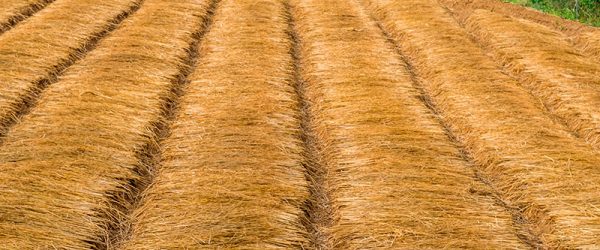 Protect Soil & Growing Beds in Winter With These 4 Tips