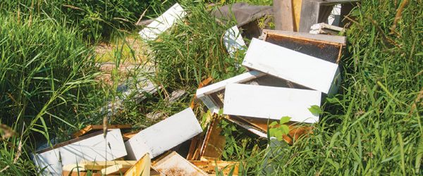 Protect Your Bees & Hives From Bears