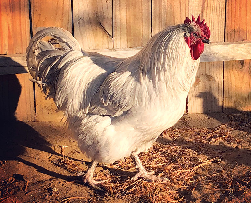 lavender orpington chicken rooster