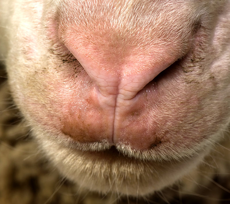 sheep nose livestock taste smell