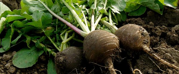 Black Radish: A Delicious Vegetable With Healing Powers