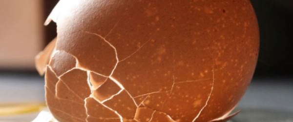 Why Are My Chickens’ Egg Shells So Thin?