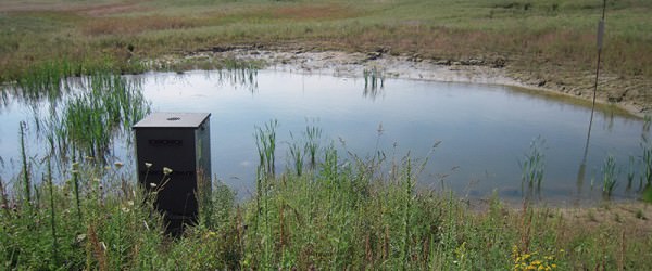 Build A Pond With Ducks—And Other Wildlife—In Mind