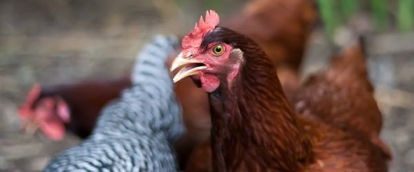 The 8 Hottest Chicken Breeds For 2016