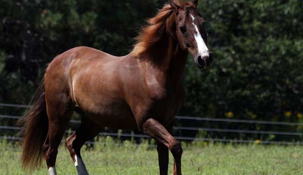 American Morgan Horses