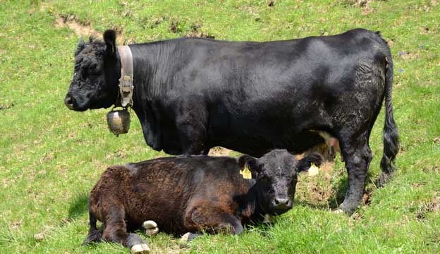 Angus Cattle
