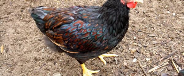 Barnevelder Chickens
