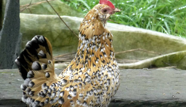 Belgian Bearded d'Uccle Chicken