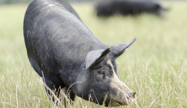 Berkshire Pigs