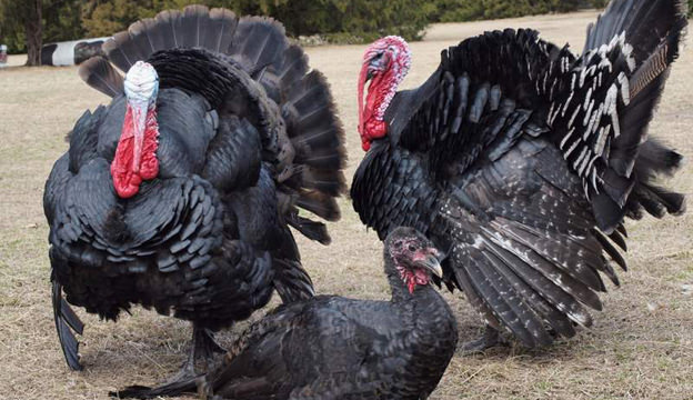 Black Turkeys
