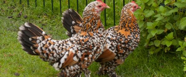 Booted Bantam Chickens
