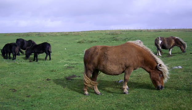 British Shetland Ponies