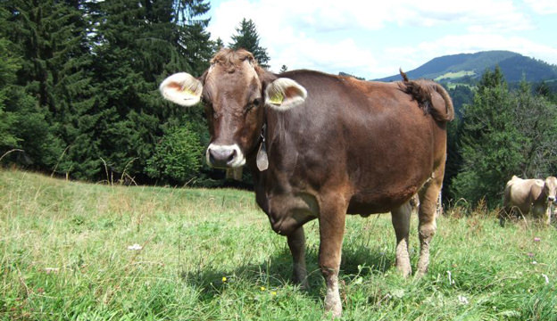 Brown Swiss Cattle