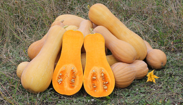Butternut Squash