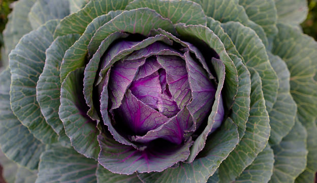 Cabbage
