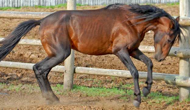Caspian Horses