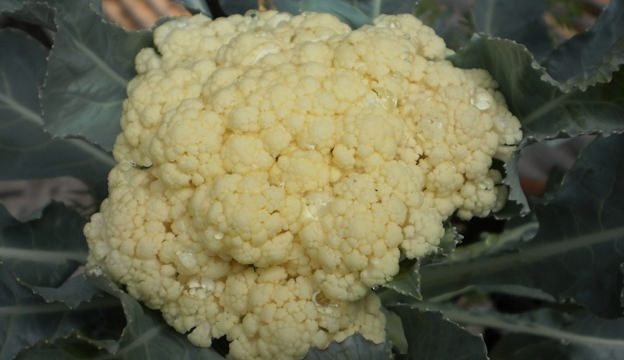 Cauliflower