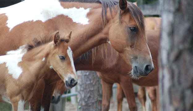 Chincoteague Pony
