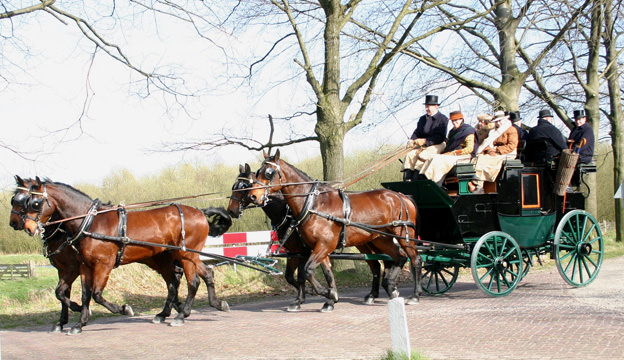 Cleveland Bay Horses