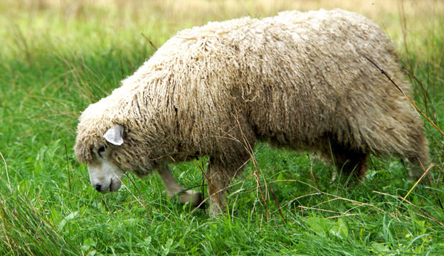 Cotswold Sheep