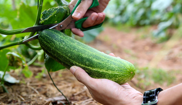 Cucumbers