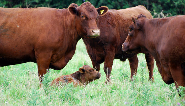 Devon Cattle
