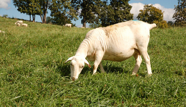 Dorper Sheep