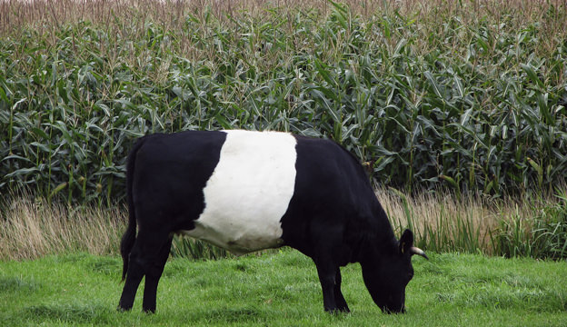 Dutch Belted Cattle - Hobby Farms