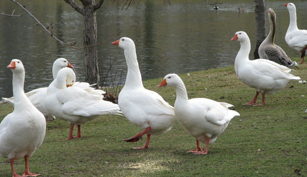 Embden Geese