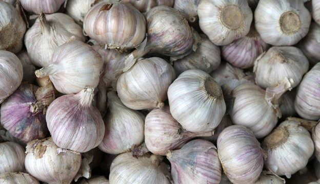 Garlic