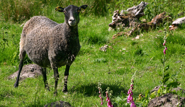 Gotland Sheep