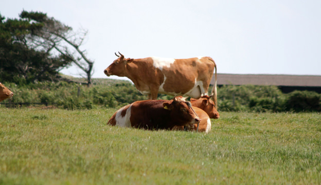 Guernsey Cattle