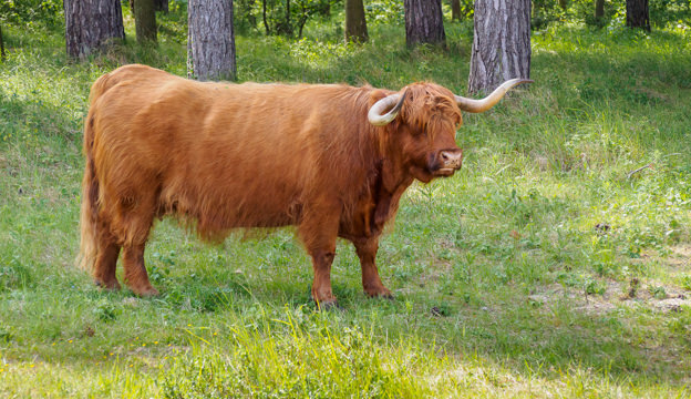 Highland Cattle