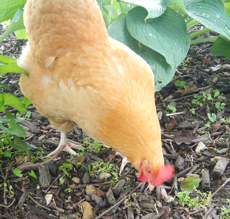 chicken in garden