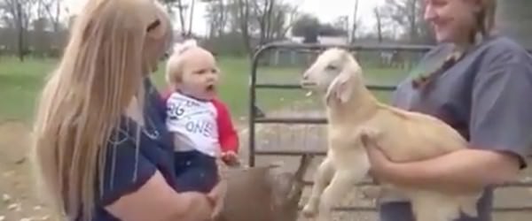 Baby Goat & Tiny Human Go Head-To-Head In A Screaming Match