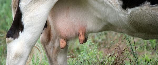 4 Udder And Teat Problems Affecting Your Breeding Animals