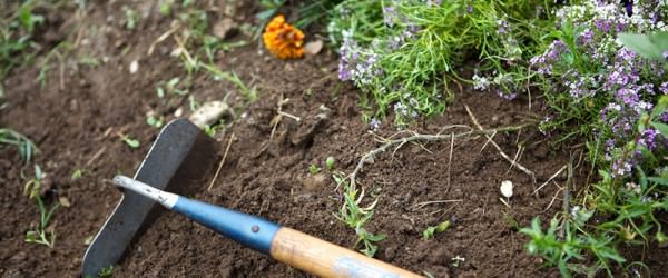 Garden Chores List: 10 Tasks to Prep for Late Summer and Fall