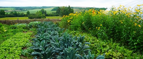 Needs For A Farm In The Wilderness