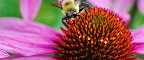 4 Reasons We [Heart] Native Bees
