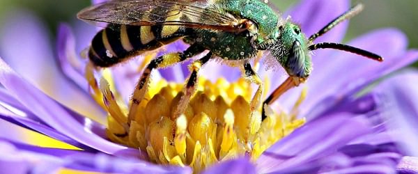 Win Over Native Bees with These 5 Hospitality Secrets