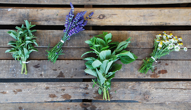 healing herbs