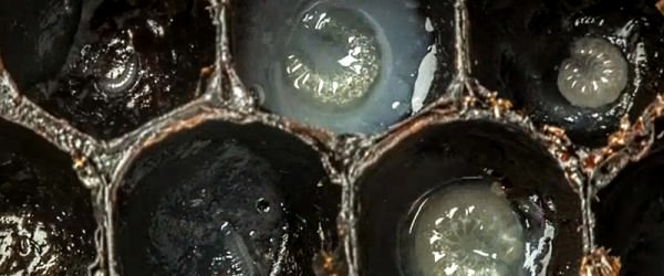 This Time Lapse Of Bees Hatching Is Incredible